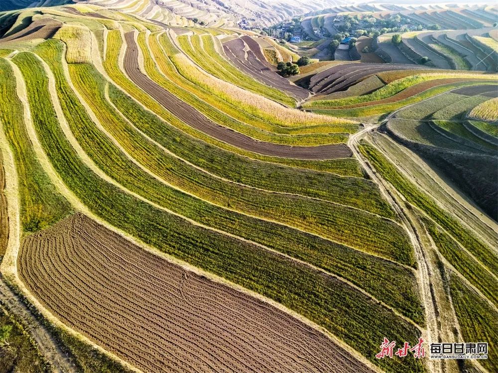 会宁范沟村:秋风拂山峦 梯田似画板1(新甘肃·每日甘肃网通讯员 户维军 摄影报道) 图片