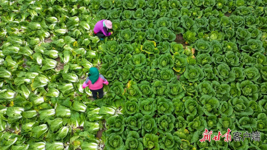 10月7日,通渭县北城铺镇店儿村300亩大白菜、芹菜迎来丰收,菜农正在进行收割。新甘肃·甘肃日报通讯员 许文逸 陈佰万(1) 图片