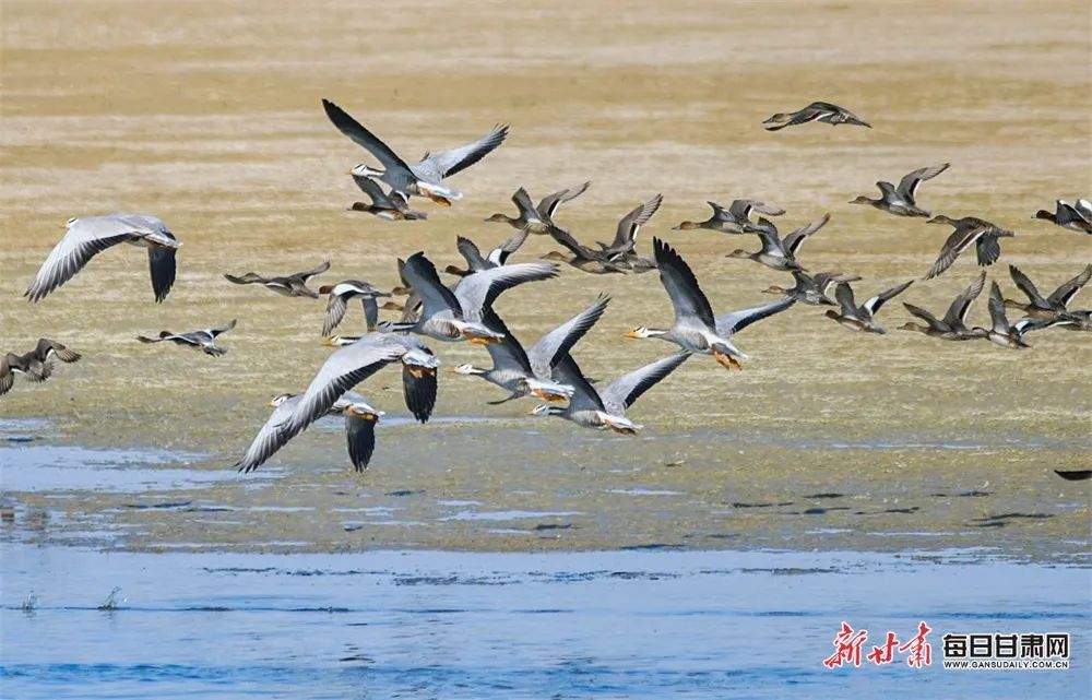 9月,秋色渐浓,敦煌阳关国家级自然保护区,一群斑头雁在保护区核心地带渥洼池内翩跹起舞,神态各异。新甘肃·每日甘肃网通讯员 王斌银 摄影报道(1) 图片